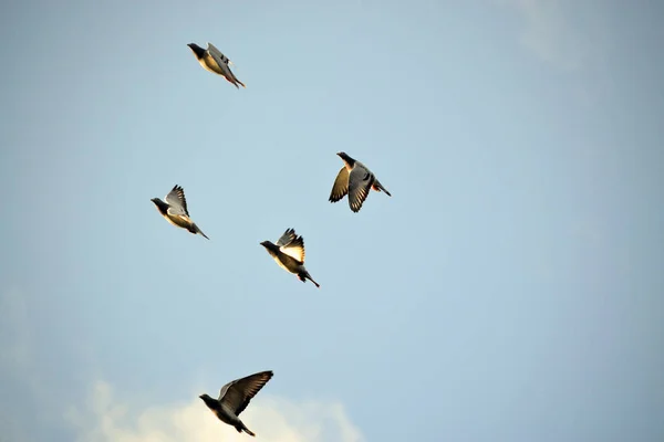 ここには毎日飛ぶ小さなハトの群れが見えます — ストック写真