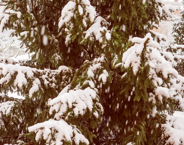 冬に雪に覆われたピヌス属の松の針葉樹の植物を探しているヴィンテージ — ストック写真