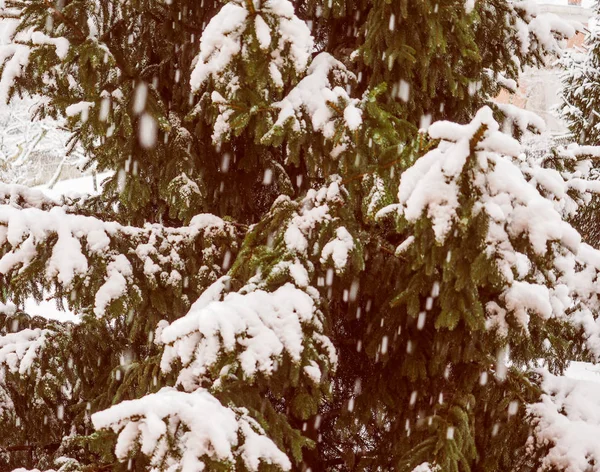 Vintage Αναζητούν Πεύκο Κωνοφόρα Φυτό Του Γένους Pinus Καλύπτονται Από — Φωτογραφία Αρχείου