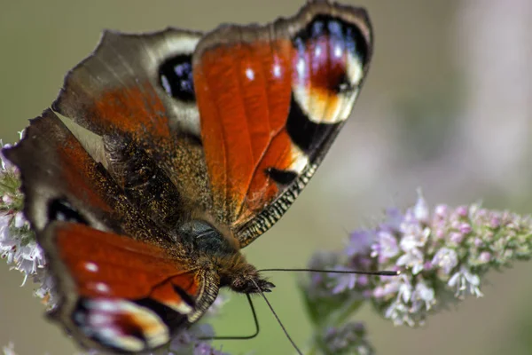 Pavão Borboleta Natureza Flora Fauna — Fotografia de Stock