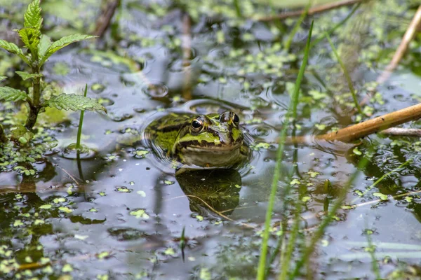 Frosch Teich Mit Wasserpflanzen — Foto Stock
