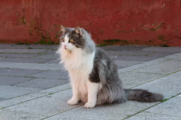 Gato Hermoso Día Soleado —  Fotos de Stock