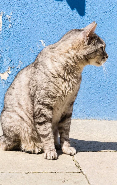 Gato Juguetón Divertido Animal Mascota Concepto —  Fotos de Stock