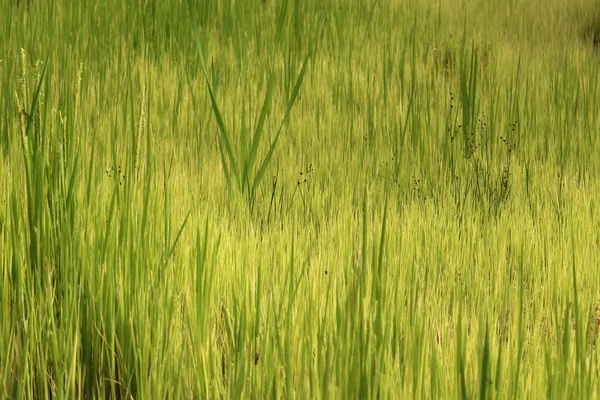 Akkerbouwgrond — Stockfoto