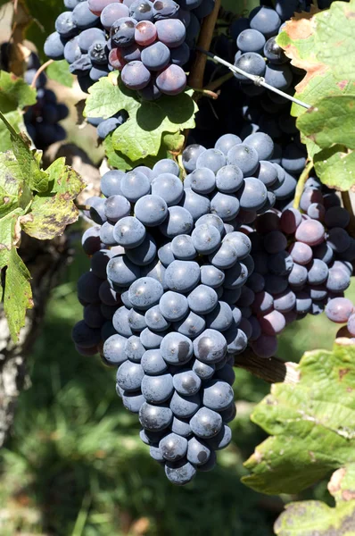 Uvas Bayas Frutas Alimentos — Foto de Stock