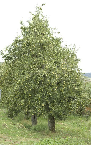 Krásný Výhled Přírodu — Stock fotografie