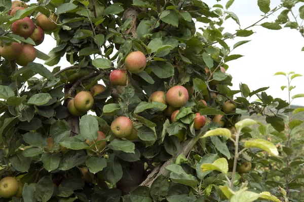 Стиглі Яблука Дереві — стокове фото