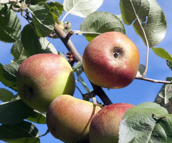 Apple Tree Nature Plants — стокове фото