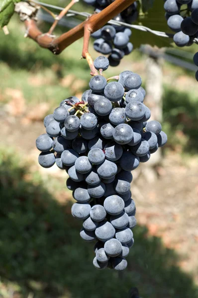 Uvas Bayas Frutas Alimentos — Foto de Stock