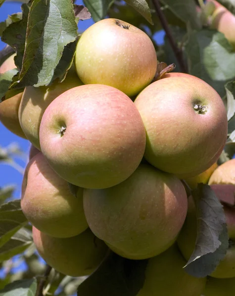 Elsterapfel Malus Domestica — Stockfoto