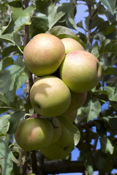 Elsterapfel Malus Domestica — Stockfoto