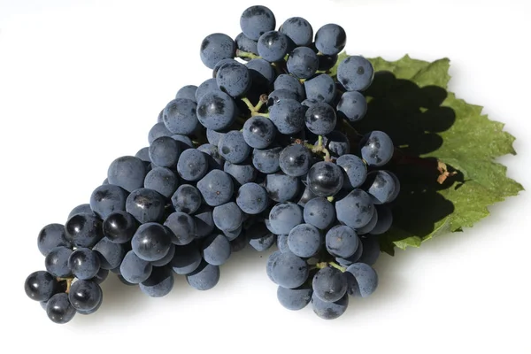 Dornfelder Rotwein Rote Weintrauben — Stock fotografie