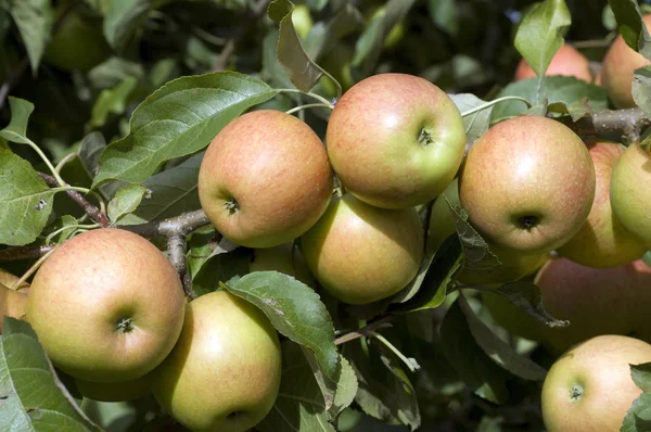 Μήλο Elstar Malus Domestica — Φωτογραφία Αρχείου