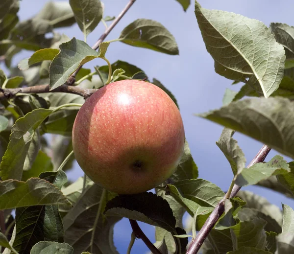 Elstar Apple Malus Domestica — Φωτογραφία Αρχείου