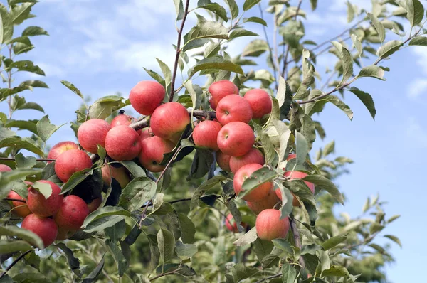 Jabłko Elstar Malus Domestica — Zdjęcie stockowe