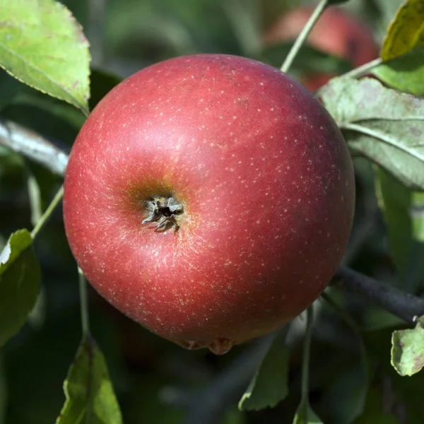 Elstar Apple Malus Domestica — Φωτογραφία Αρχείου