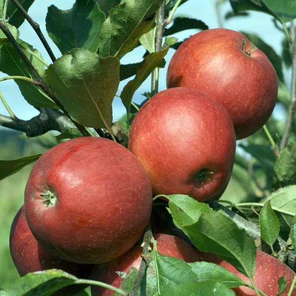 Ель Зіркове Яблуко Малюс Домініка — стокове фото