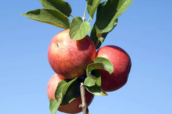 Elstar Alma Malus Domestica — Stock Fotó