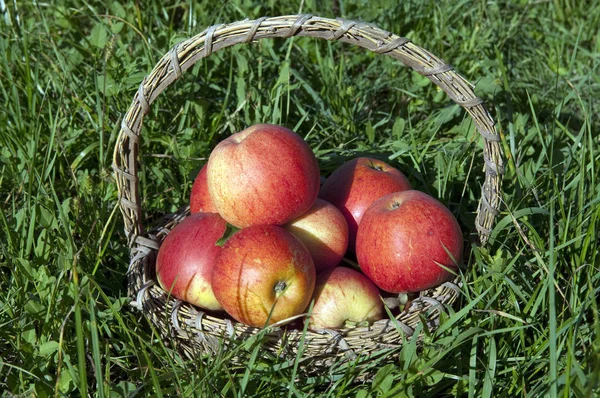 Elstar Apple Malus Domestica — стоковое фото
