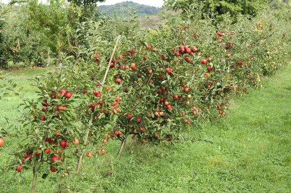 Äpple Malus Domestica — Stockfoto