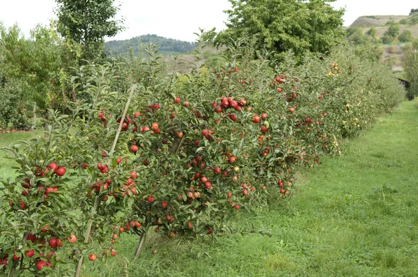 Jablko Elstar Malus Domestica — Stock fotografie