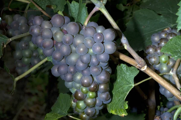 Pinot Gris Pinot Gris Grigio Pinot Gris — стоковое фото