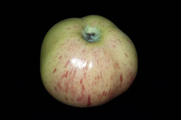 Gravensteiner Apfel Malus Domestica — стокове фото