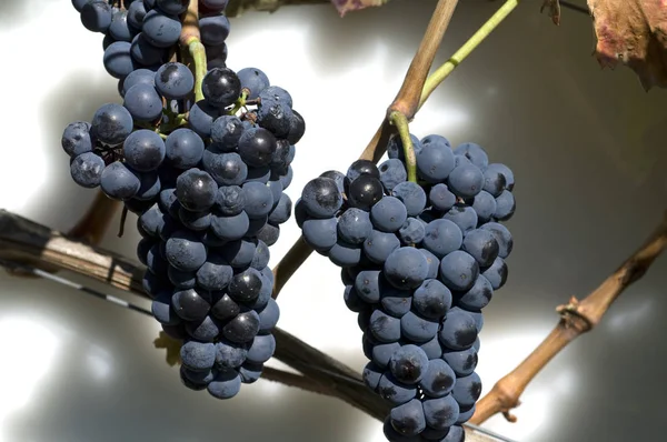 Tros Verse Rijpe Rode Druiven Wijngaard — Stockfoto