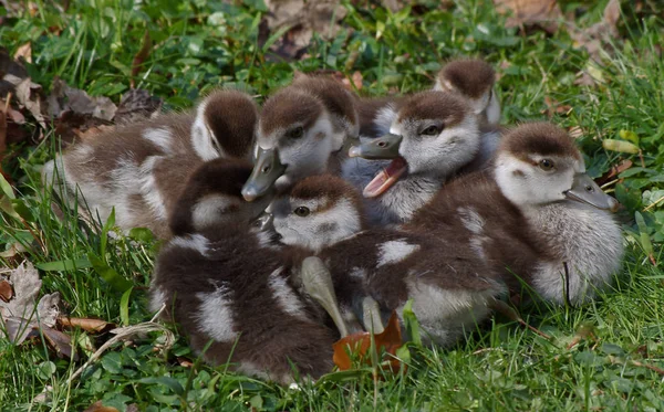 Group Nile Goose Chicks Alopochen Aegyptiacus — Stock Photo, Image
