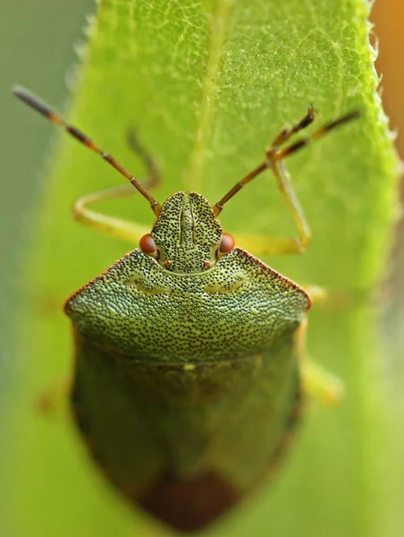 Yeşil Bir Böcek Portresi Palomena Prasina — Stok fotoğraf