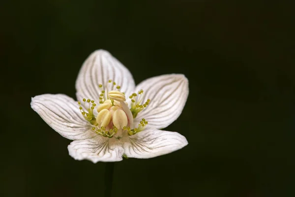 Macro Parnassia Palustris Parnassia Palustris — Photo