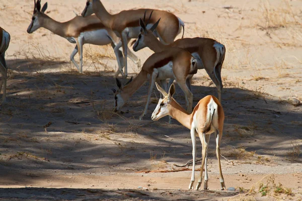 Panoramisch Uitzicht Duinen Selectieve Focus — Stockfoto