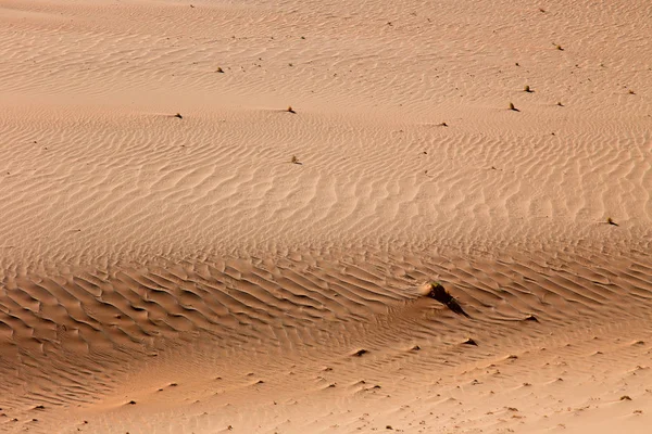 Malerischer Blick Auf Dünen Selektiver Fokus — Stockfoto