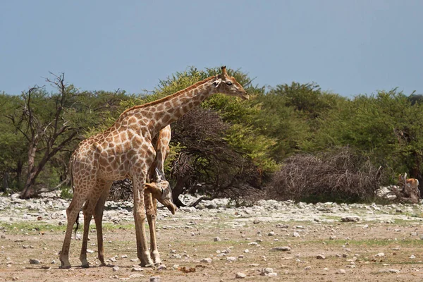 Otçul Zürafalar Savana Hayvanları — Stok fotoğraf