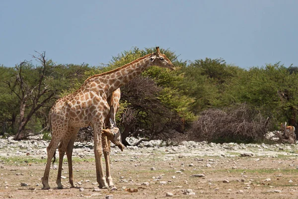 Herbivore Girafes Animaux Savane — Photo