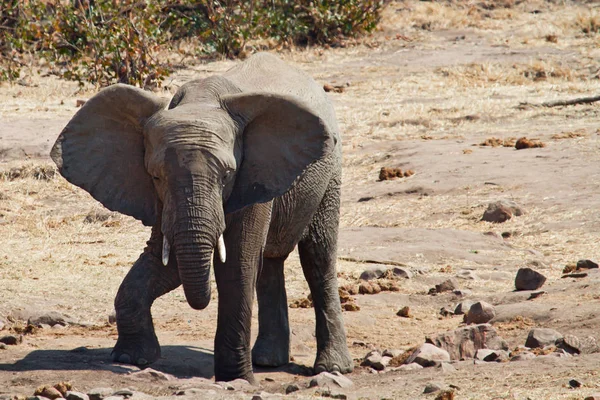 アフリカゾウ 大型哺乳動物 — ストック写真