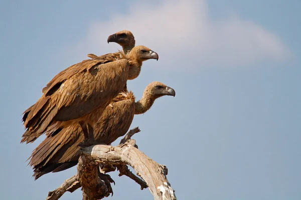 Vacker Utsikt Över Vacker Fågel Naturen — Stockfoto