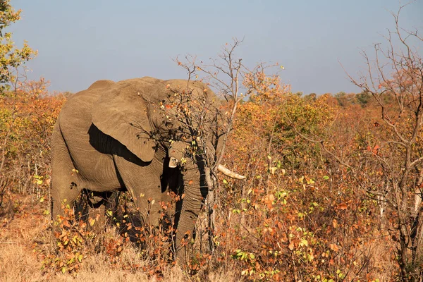 非洲象动物 大型哺乳动物 — 图库照片