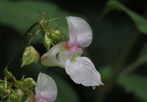 Indiai Balzsam Fehér Virág Nahaufnahme Ban Kis Virágok Ritkák Növényben — Stock Fotó