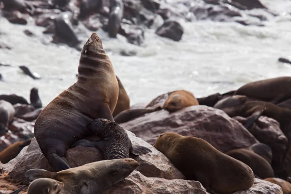 Тюленей Животных Морских Млекопитающих — стоковое фото
