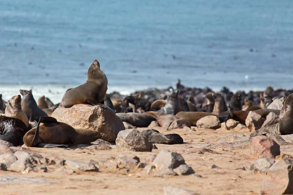 Foche Animali Mammiferi Marini — Foto Stock