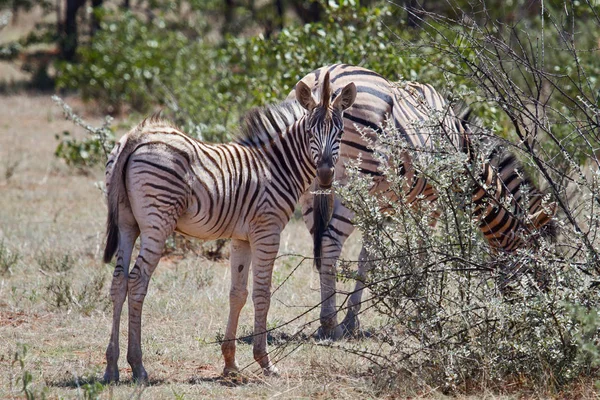Preto Branco Listrado Zebra Animal Mamífero — Fotografia de Stock