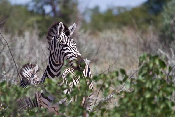 Vista Panorâmica Fauna Flora Savannah — Fotografia de Stock