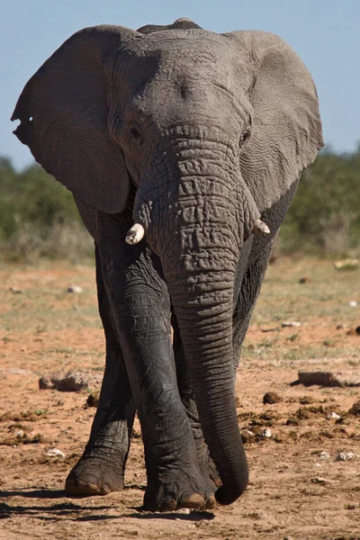 Afrikanisches Elefantentier Großes Säugetier — Stockfoto