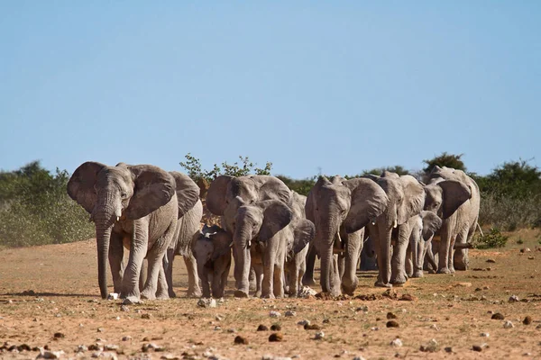 Afrikanska Elefantdjur Stora Däggdjur — Stockfoto