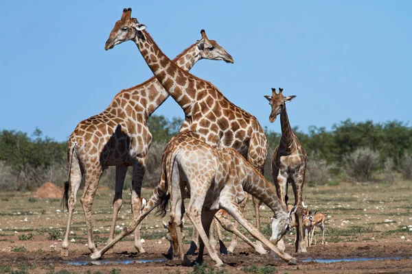 Jirafa Marrón Alta Animal Flora Fauna Naturaleza — Foto de Stock