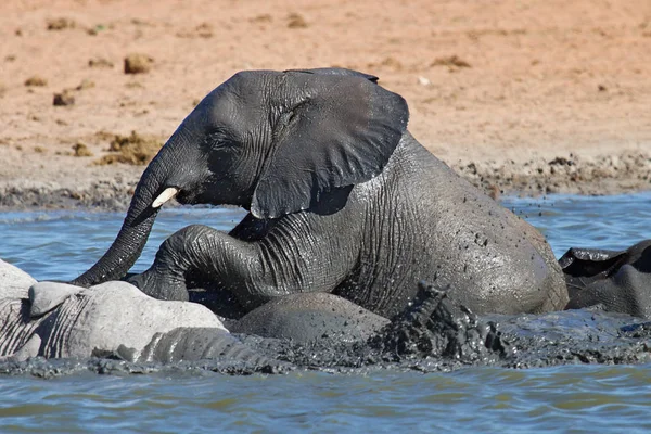 Afrikanisches Elefantentier Großes Säugetier — Stockfoto