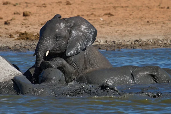 Elefante Africano Mamífero Grande — Foto de Stock