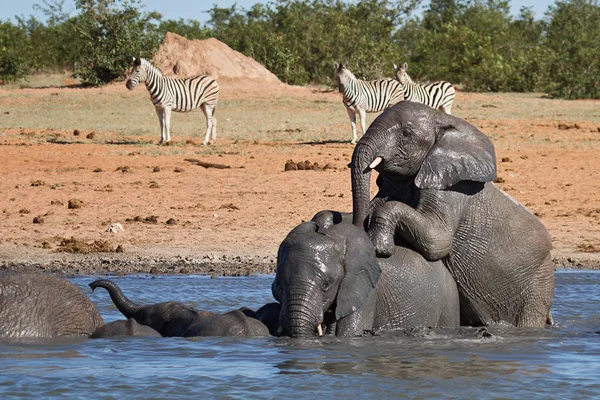 African Elephant Animal Large Mammal — Stock Photo, Image