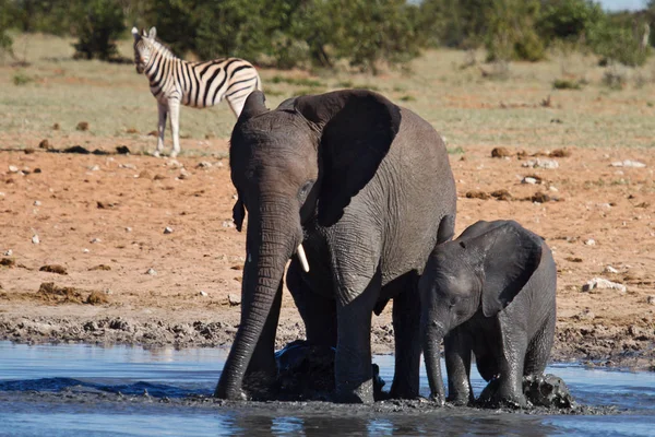 Elefante Africano Mamífero Grande — Foto de Stock